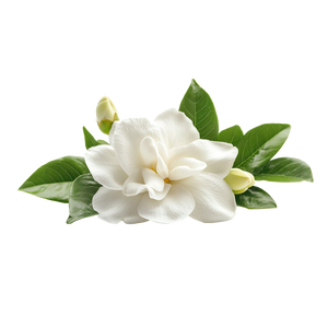 Jasmine